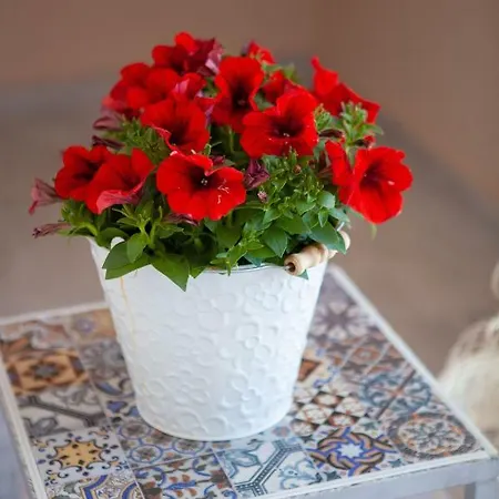 John * Drepano (Argolis)