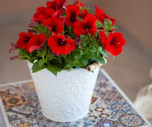 John * Drepano (Argolis)